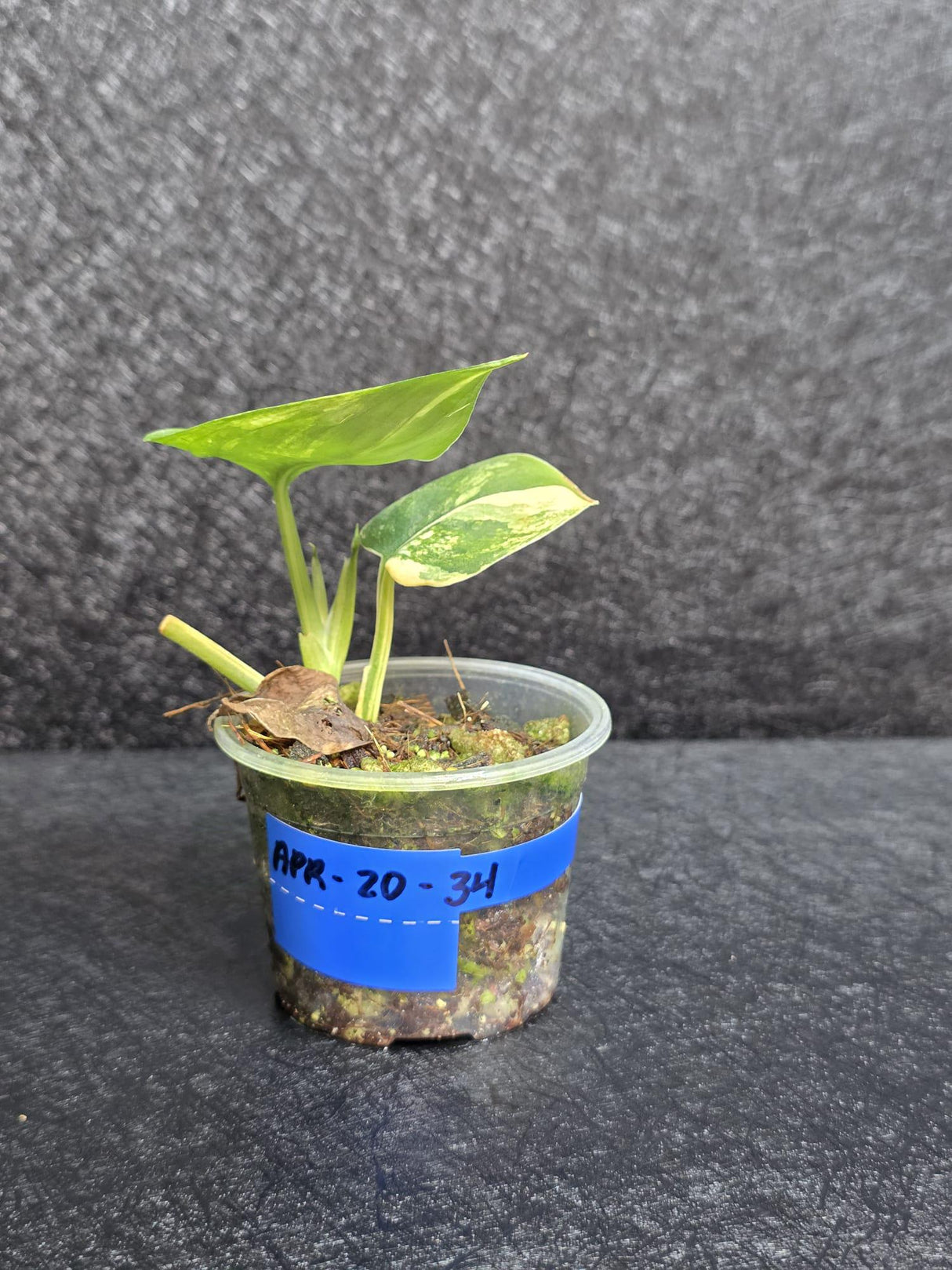 Scindapsus Jade Satin Variegated - Rare Tropical Plant - EXACT Plant - US Seller