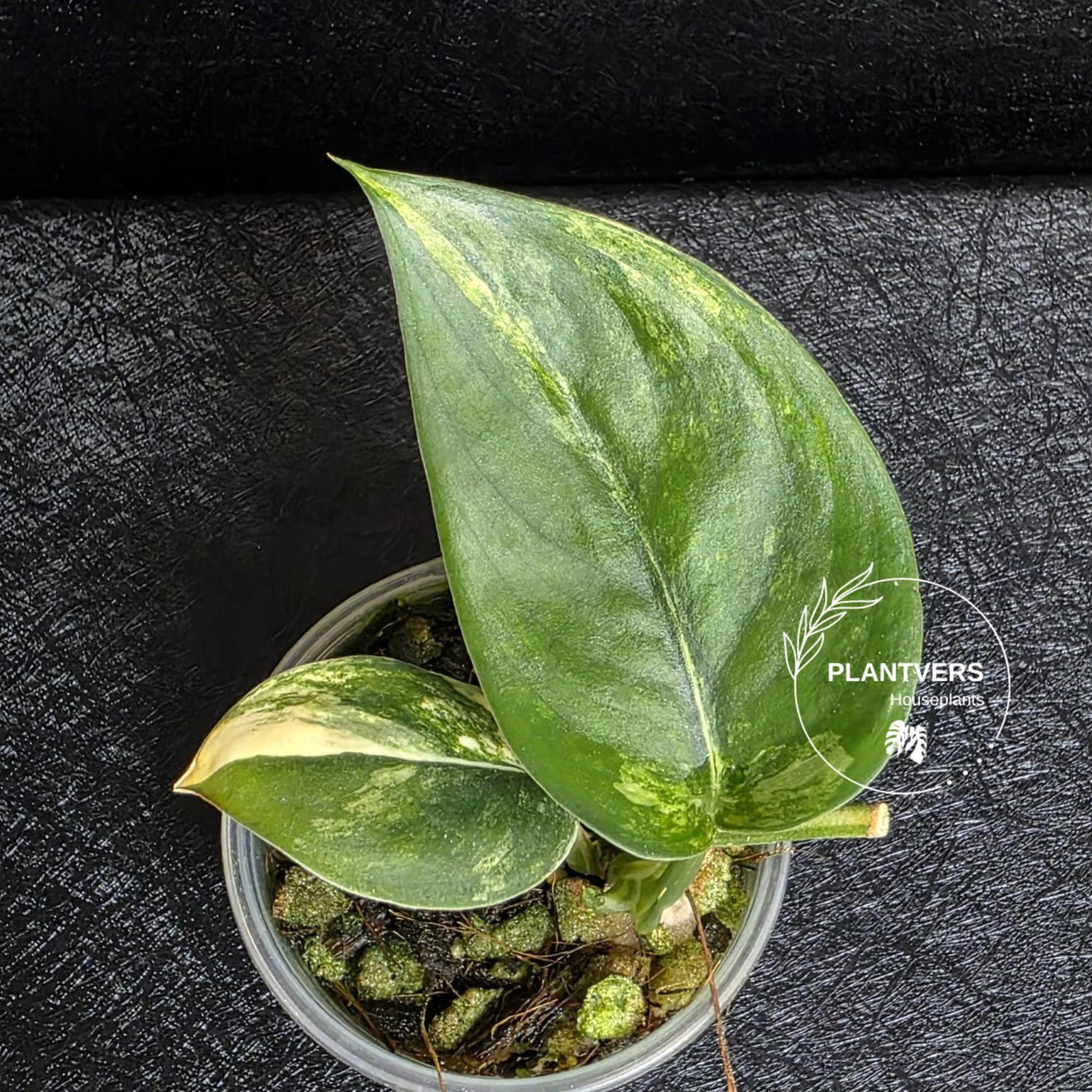 Scindapsus Jade Satin Variegated - Rare Tropical Plant - EXACT Plant - US Seller