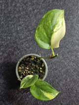 Scindapsus Jade Satin Variegated - Rare Tropical Plant - EXACT Plant - US Seller