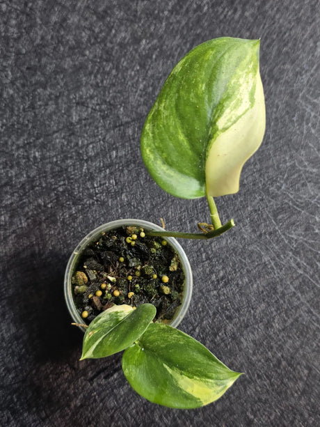 Scindapsus Jade Satin Variegated - Rare Tropical Plant - EXACT Plant - US Seller