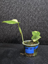 Scindapsus Jade Satin Variegated - Rare Tropical Plant - EXACT Plant - US Seller