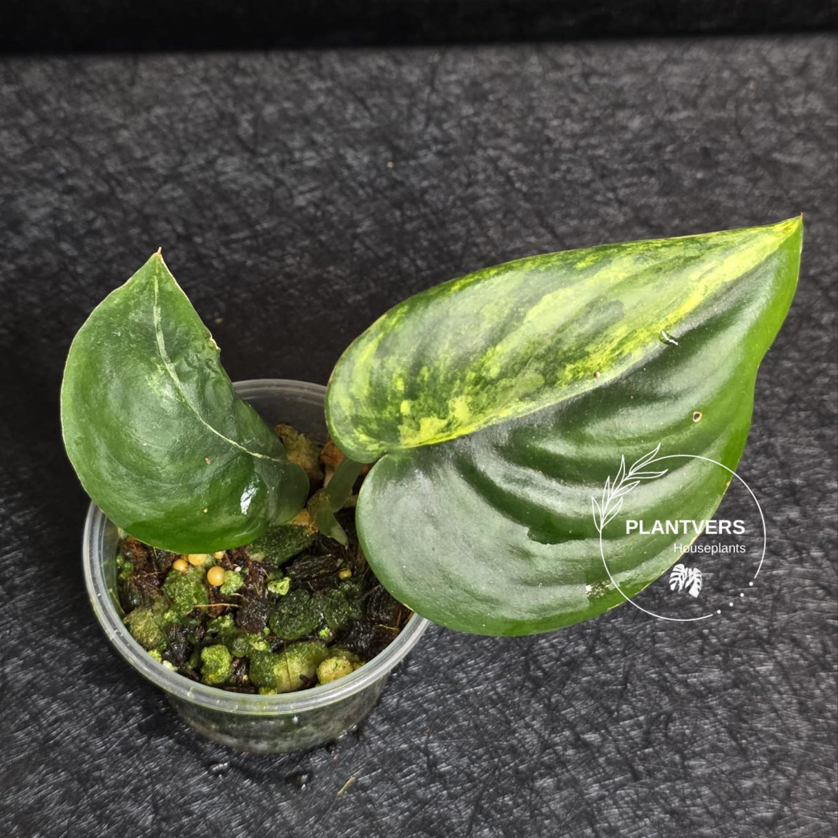 Scindapsus Jade Satin Variegated - Rare Tropical Plant - EXACT Plant - US Seller