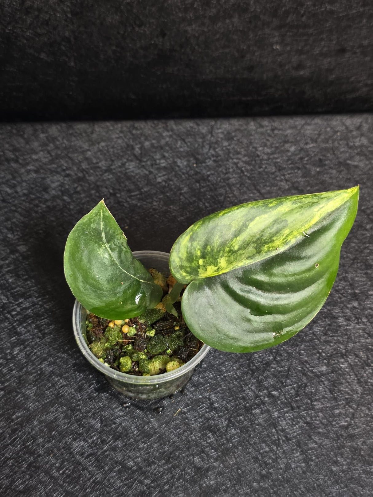Scindapsus Jade Satin Variegated - Rare Tropical Plant - EXACT Plant - US Seller