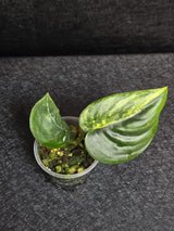 Scindapsus Jade Satin Variegated - Rare Tropical Plant - EXACT Plant - US Seller