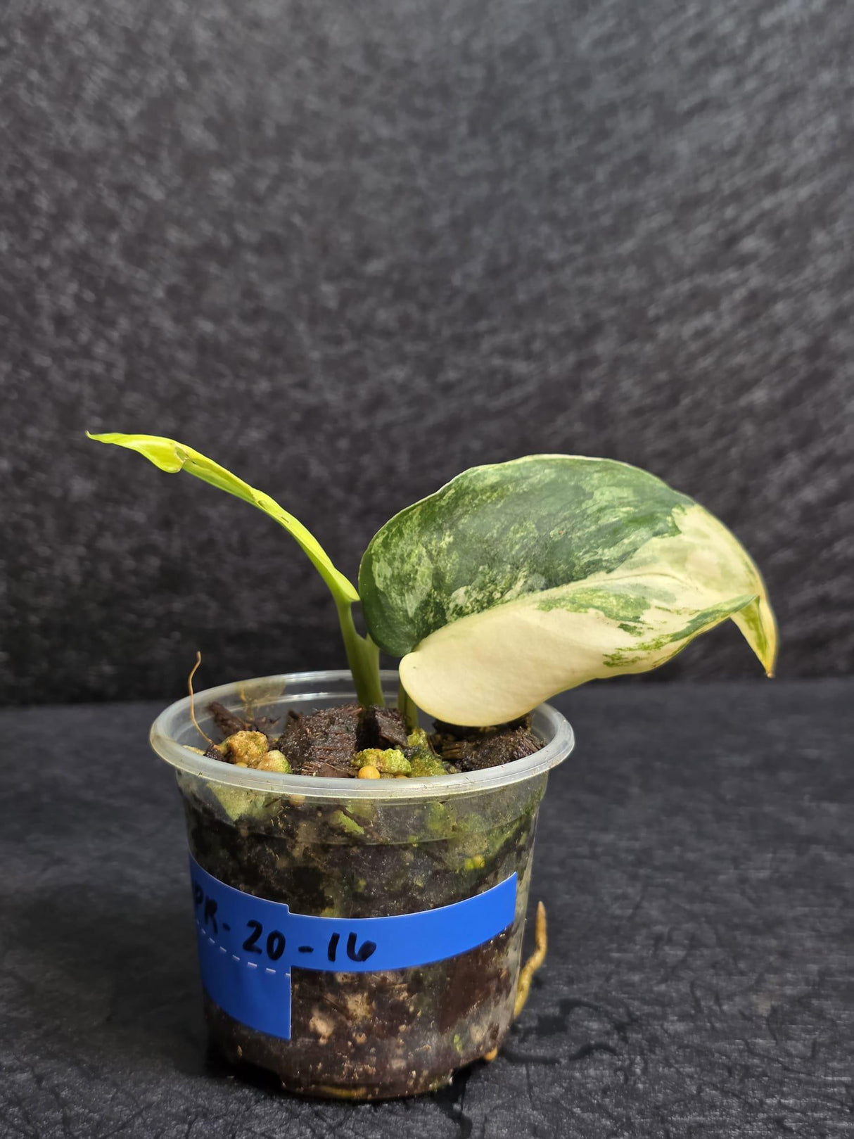 Scindapsus Jade Satin Variegated - Rare Tropical Plant - EXACT Plant - US Seller