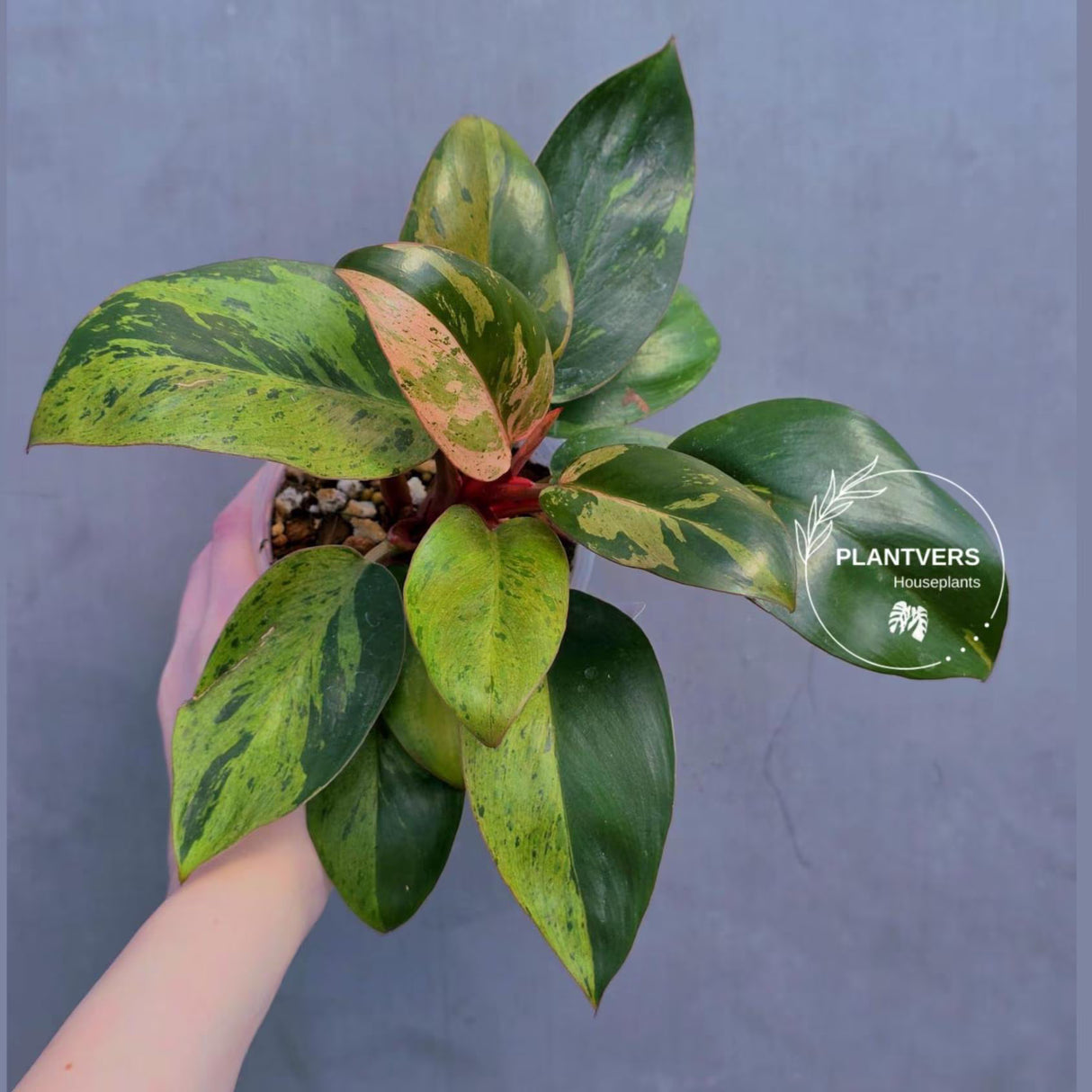 Rare Philodendron