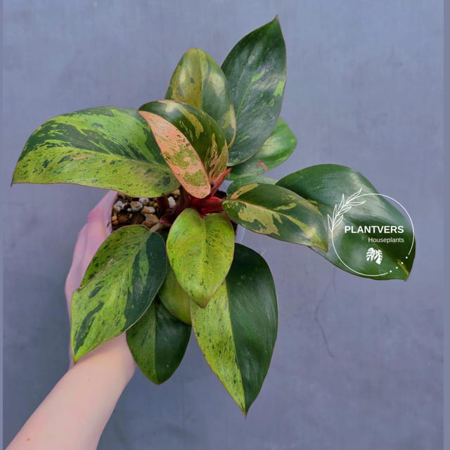 Rare Philodendron