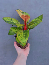 red congo plant