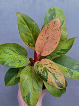 Rare Philodendron