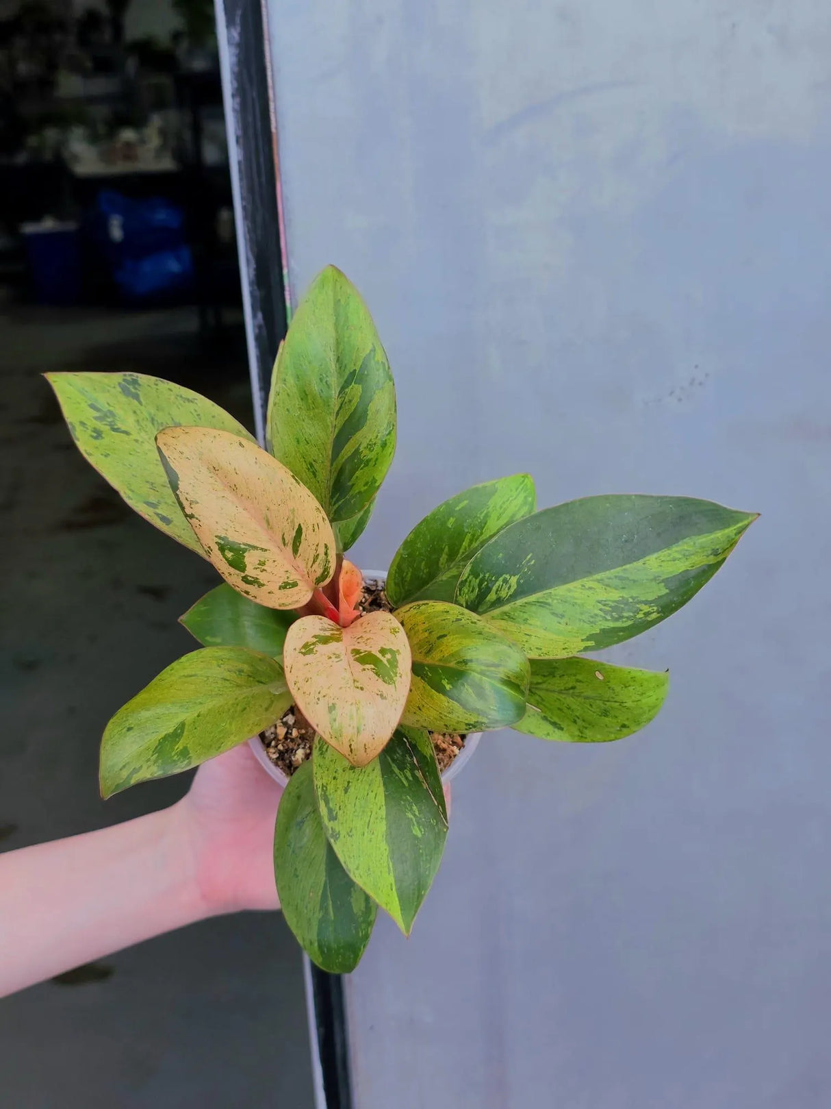 philodendron congo
