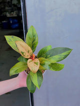 philodendron congo