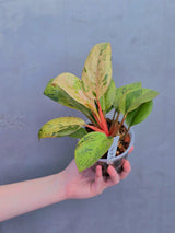 philodendron congo