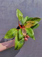 Rare Philodendron