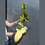 philodendron fiora