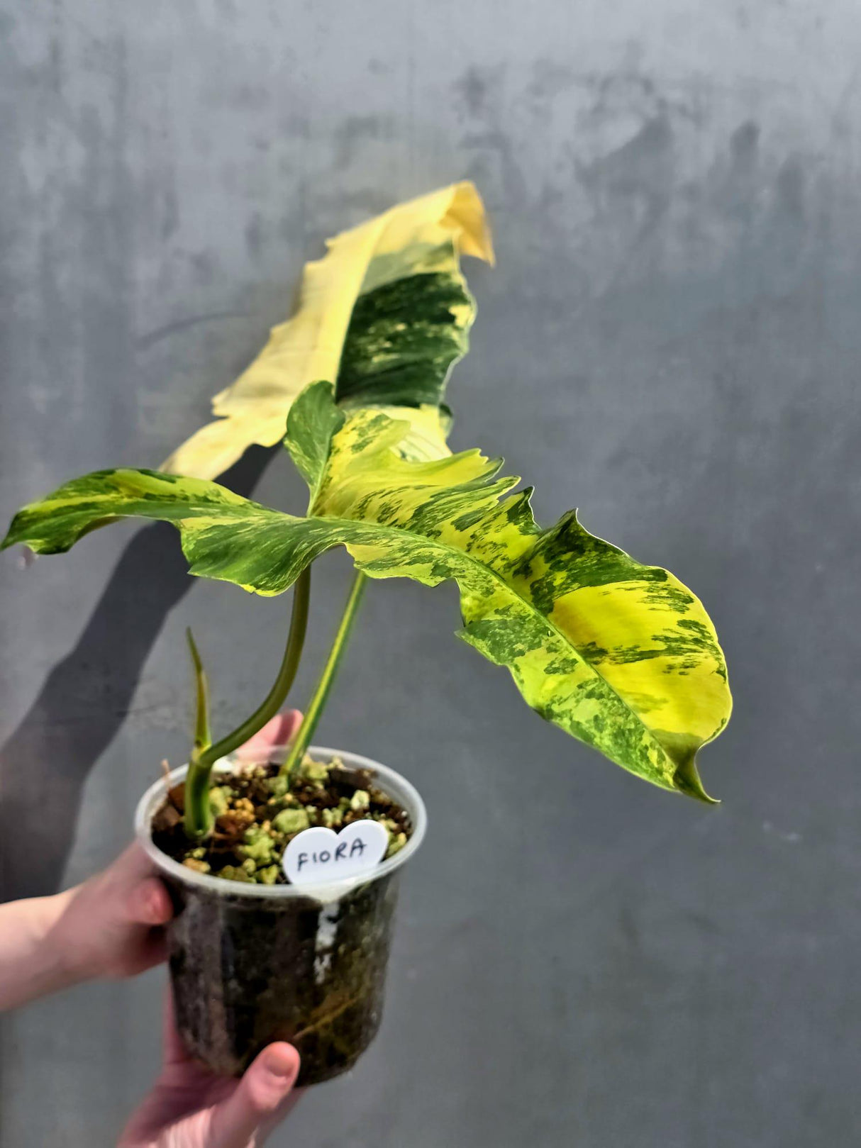 aroid houseplant