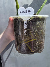 rare indoor plant