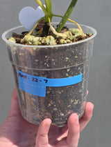 rare indoor plant