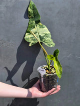 Fiora variegated