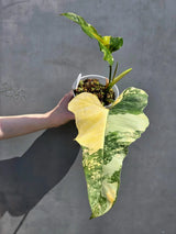 Fiora variegated