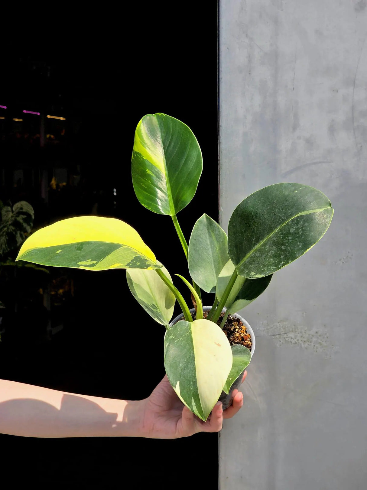 birkin philodendron
