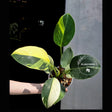 philodendron birkin