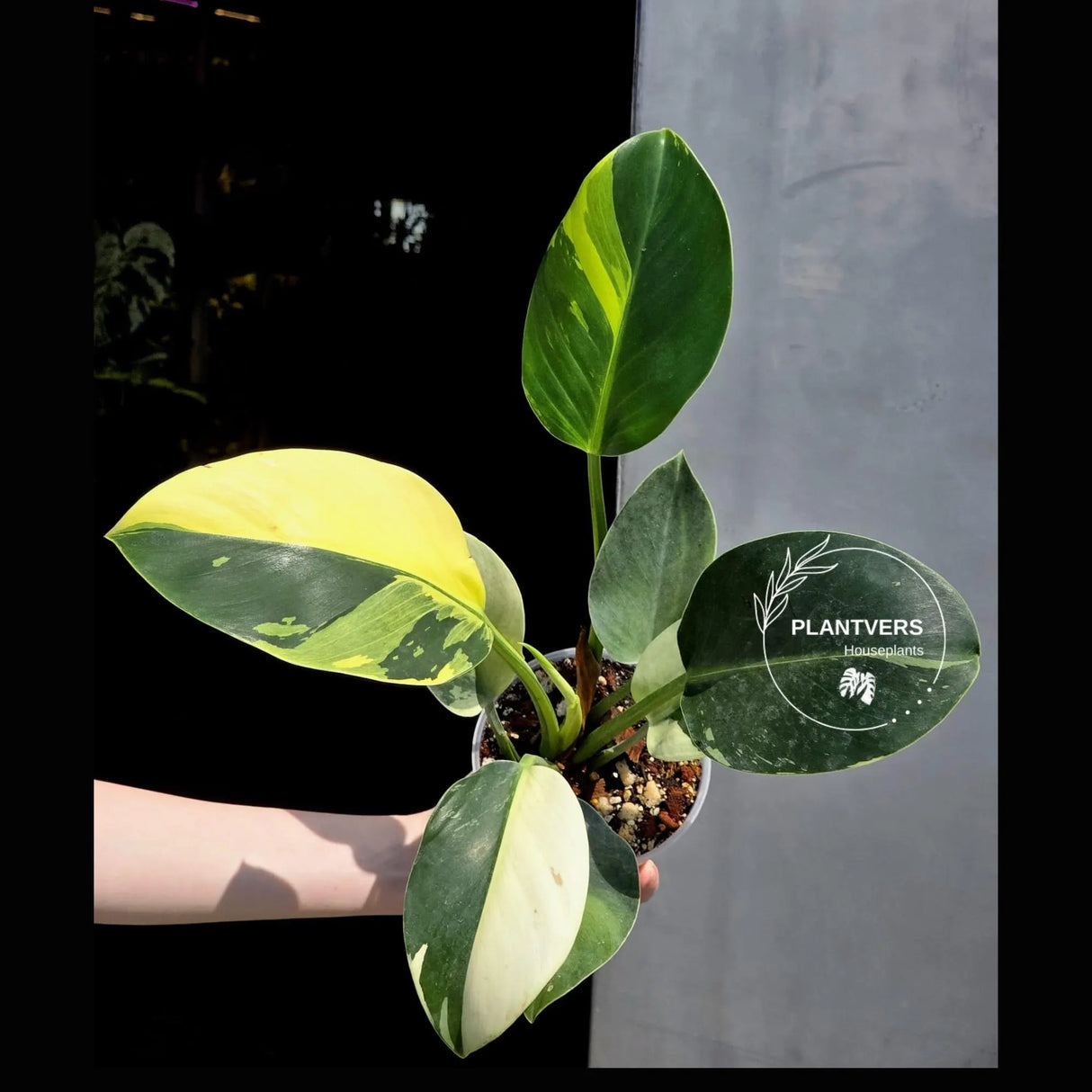 philodendron birkin