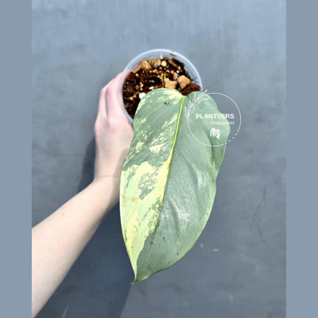 silver sword plant