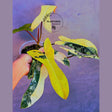 philodendron brown