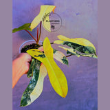 philodendron brown