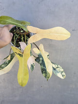 brown beauty plant