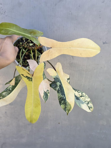 brown beauty plant