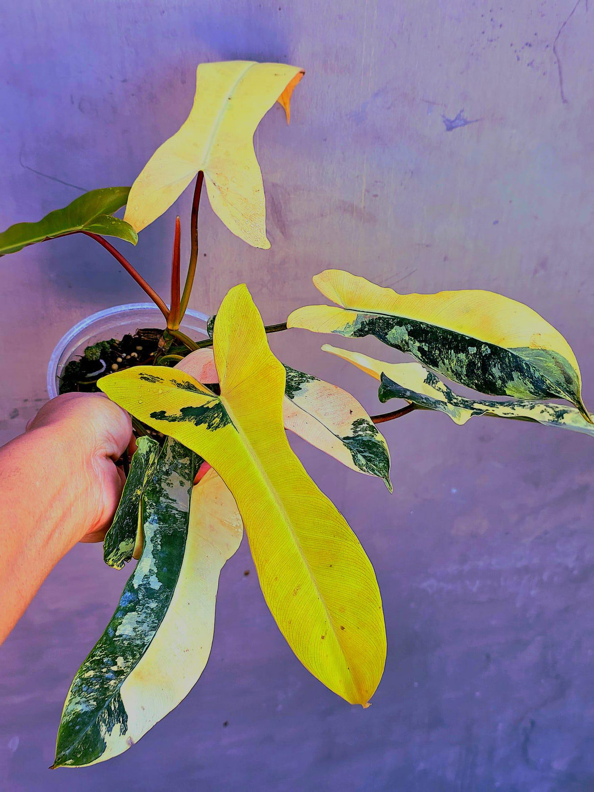 Variegated Philodendron Brown Beauty - Rare Collector Aroid Plant - Exotic  Indoor Climbing Plant - Exact Same Plant - US Seller