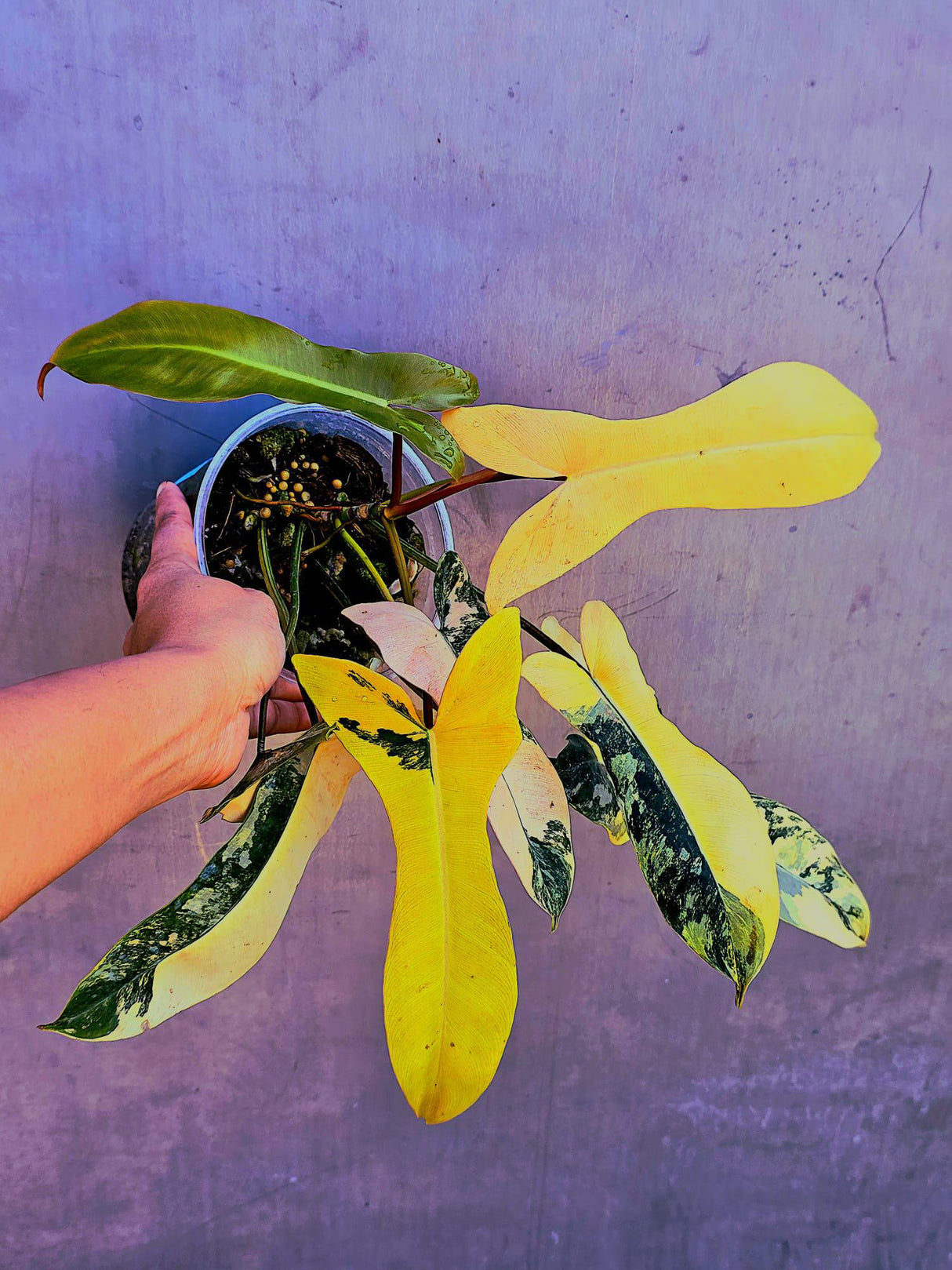 aroid plant