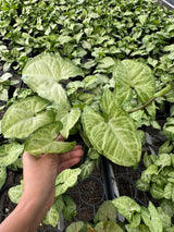 Syngonium Batik (Syngonium podophyllum) – 4" Nursery Pot | Arrowhead Plant | Rare Foliage Houseplant