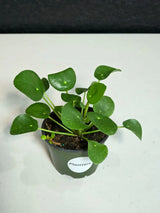 Chinese Money Plant 4” Pot | Pilea Peperomioides | Easy Care Indoor Plant | Money Plant Indoor | Office Houseplant
