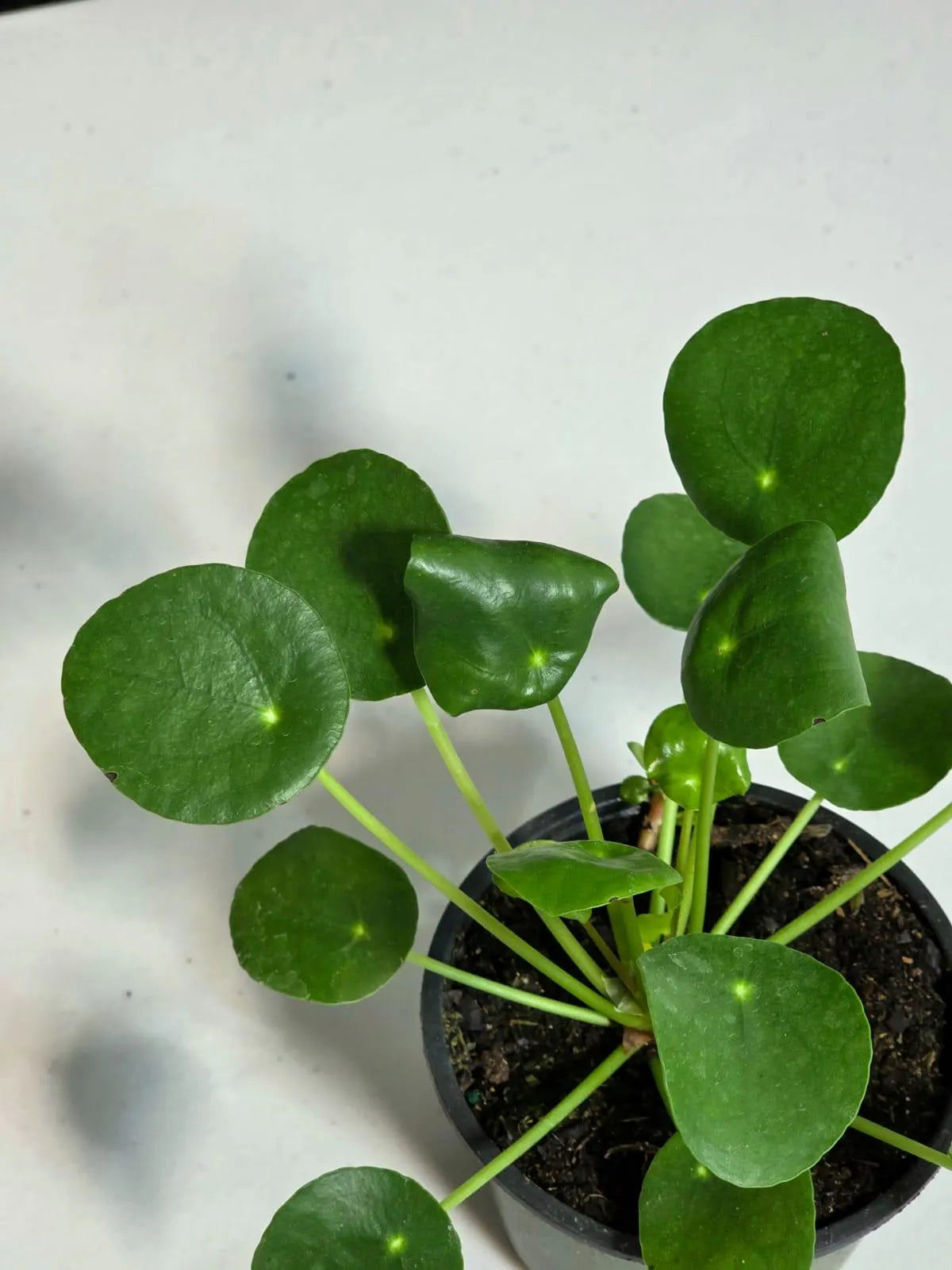 Chinese Money Plant 4” Pot | Pilea Peperomioides | Easy Care Indoor Plant | Money Plant Indoor | Office Houseplant