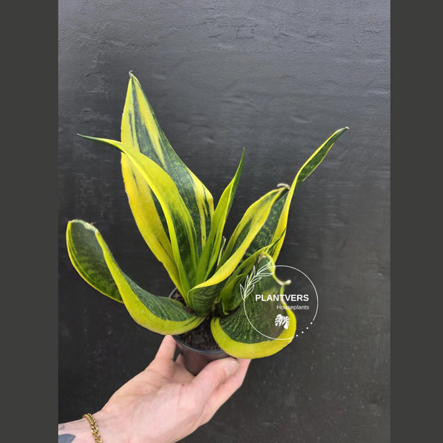 sansevieria golden