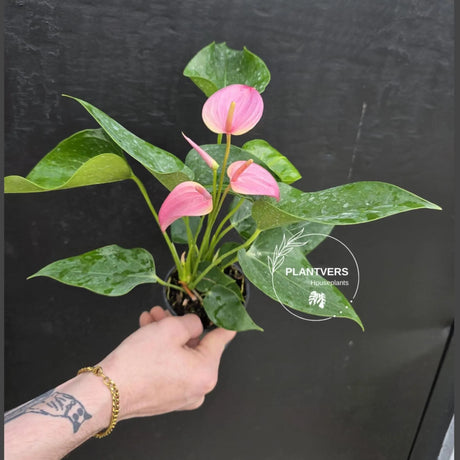 pink anthurium plant