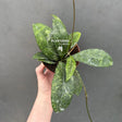 hoya pubicalyx