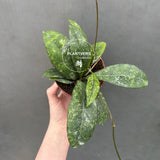 hoya pubicalyx