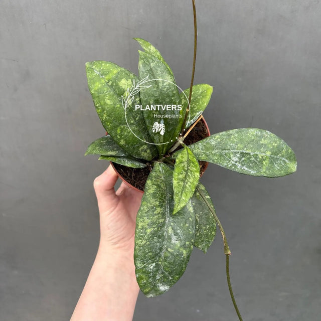 hoya pubicalyx