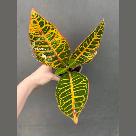 croton petra
