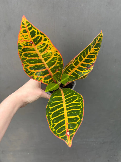 petra croton plant