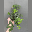 green ivy plant