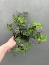 english ivy