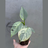 Super Rare Philodendron Silver Sword Variegated Plant - Collectors Plant - Rare Variegated Aroid Live Plant - Exact Same Plant - Us Seller