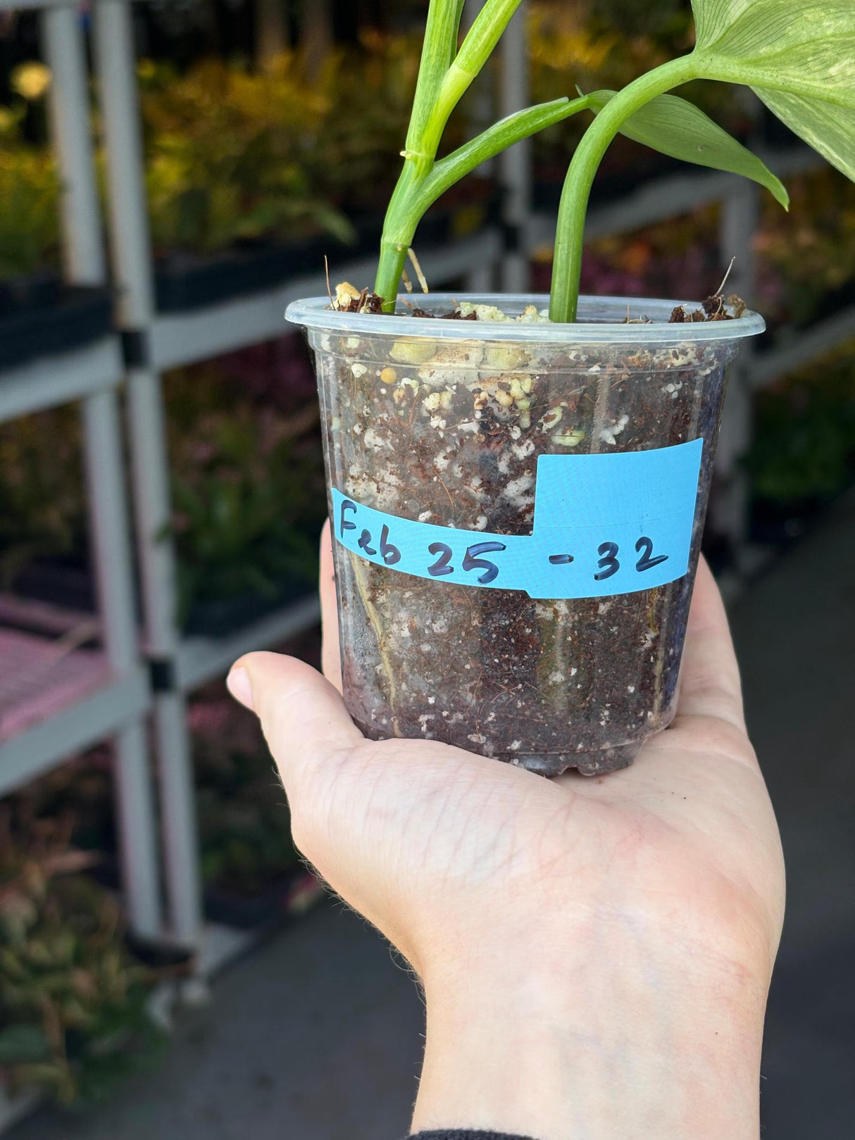Super Rare Philodendron Silver Sword Variegated Plant - Collectors Plant - Rare Variegated Aroid Live Plant - Exact Same Plant - Us Seller