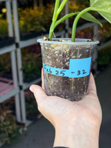 Super Rare Philodendron Silver Sword Variegated Plant - Collectors Plant - Rare Variegated Aroid Live Plant - Exact Same Plant - Us Seller