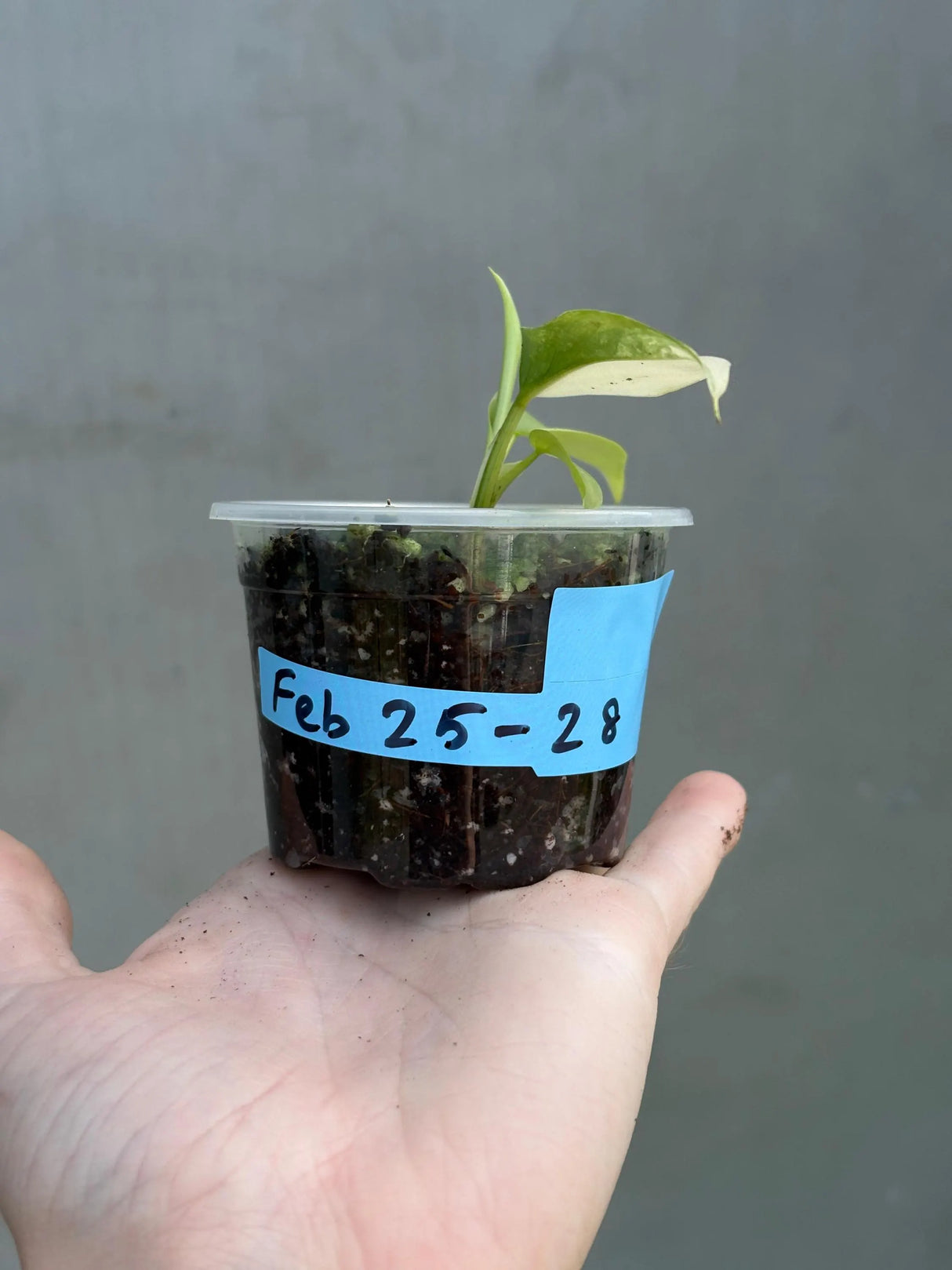 Super Rare Philodendron Silver Sword Variegated Plant - Collectors Plant - Rare Variegated Aroid Live Plant - Exact Same Plant - Us Seller