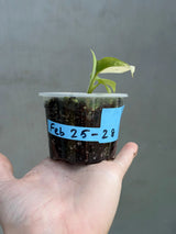 Super Rare Philodendron Silver Sword Variegated Plant - Collectors Plant - Rare Variegated Aroid Live Plant - Exact Same Plant - Us Seller